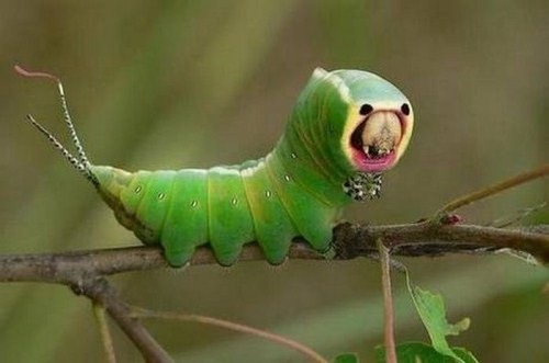 [Insects-that-look-like-aliens-005[2].jpg]