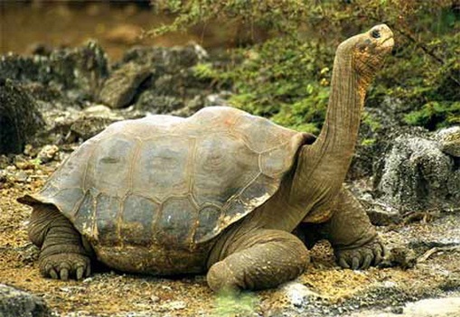 [largest-tortoise[2].jpg]