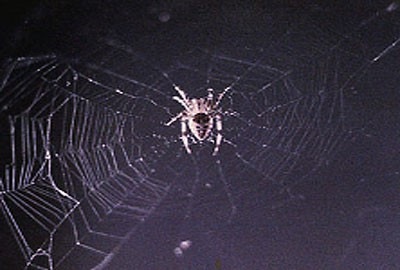[spiderwebspace[3].jpg]