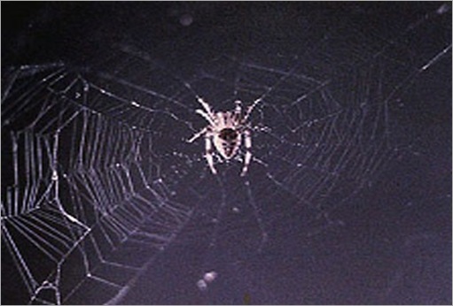 spiderwebspace