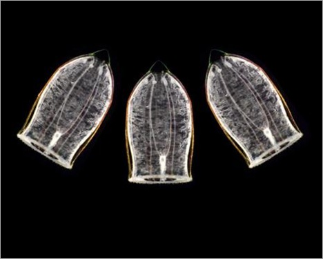 Plankton of Christmas Plankton of Christmas