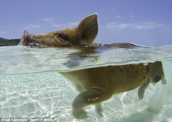[happy pigs 07[2].jpg]