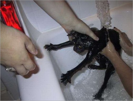 How do you Bathe your Cat 09