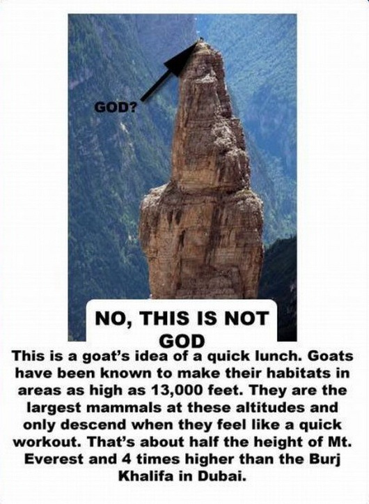 [facts about the goat 2147483647[2].jpg]
