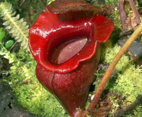 [10 Nepenthes[3].jpg]