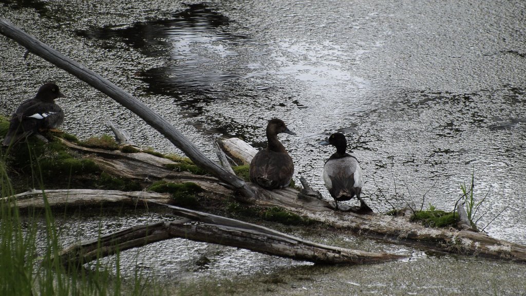 http://lh4.ggpht.com/_DecISxp23TU/SkkTE0j3ZKI/AAAAAAAASjo/M756jA4H8LQ/s1024/Yellowstone%20-614%20%282%29.jpg