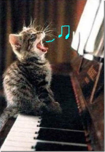 piano%20playing%20cat_480x360%5B6%5D.jpg