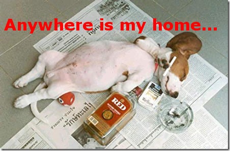 Funny Picture: Drunk dog
