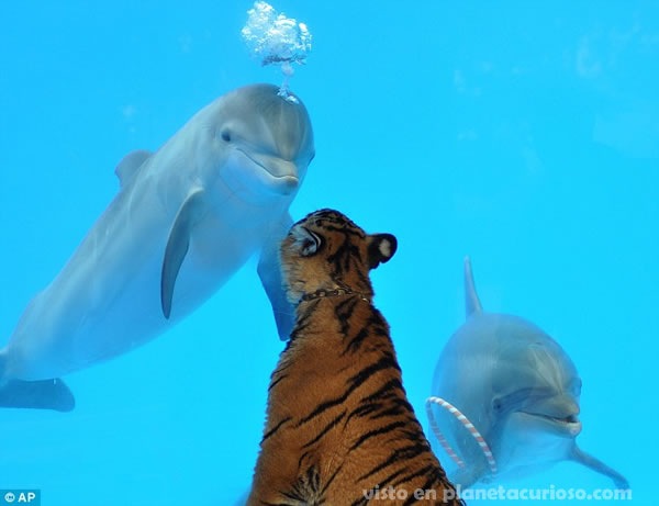 [delfin-tigre-amigos3[4].jpg]