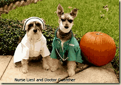nurse doctor dogs