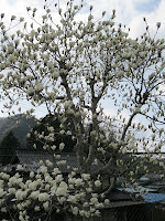 IMG_0342.jpg