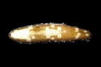 Bohadschia marmorata. Kosrae, Federated States of Micronesia.
