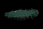 Stichopus chloronotus. Kosrae, Federated States of Micronesia.