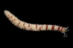 Holothuria aff. impatiens. Kosrae, Federated States of Micronesia.