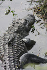 Alligator mississippiensis