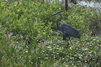 Ardea herodias
