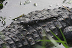 Alligator mississippiensis