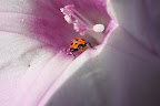 Coccinella novemnotata