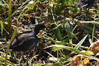 Gallinula chloropus
