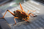 Romalea microptera