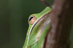 Hyla cinerea