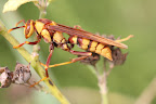 Polistes fuscatus