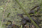 Alligator mississippiensis
