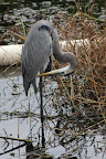 Ardea herodias