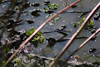 Alligator mississippiensis