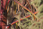 Swamp Sparrow? (Melospiza georgiana)