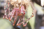 Oxyopes