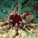 Echinoidea