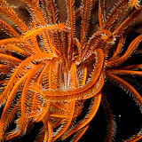 Crinoidea