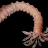 Holothuroidea