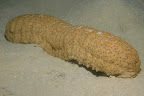 Stichopus herrmanni. Lizard Island, Australia.