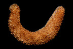 Holothuria fuscocinerea. La Réunion.