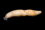 Holothuria aff. arenicola. La Réunion.