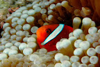 Amphiprion fresnatus. Manza, Okinawa. 5m.