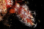 Octocoral. Manza.