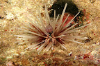 Echinothrix calamaris. Iriomote.