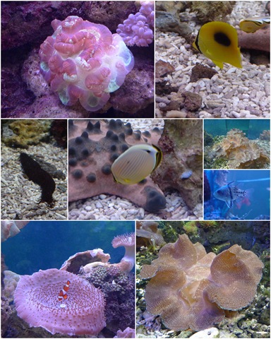 [UMS Aquarium1[4].jpg]