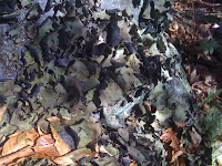IMG_0376.JPG (Fairwood, Virginia, United States) Photo