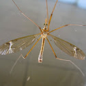 Giant Crane Fly