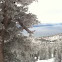pine trees