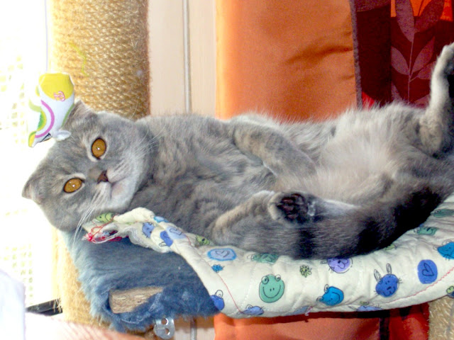 Scottish Fold - Chatterie Andora's
