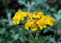 Yarrow