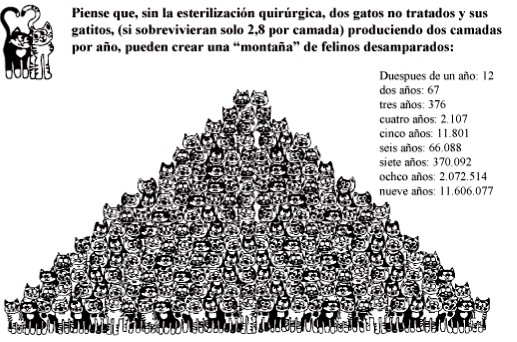 [castración gatos[2].png]