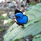 Sky-blue Eyemark
