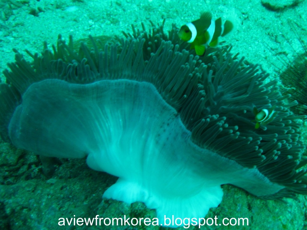 [DiveSite5_071280x7682.jpg]