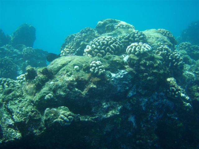 [Maui Snorkeling_34 (Medium)[5].jpg]